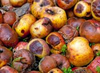 m-e-31363793-pommes-pourries-de-pres-jpg.jpg